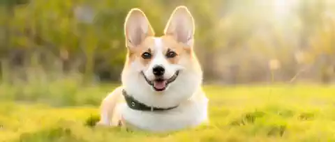 chien heureux dans l'herbe